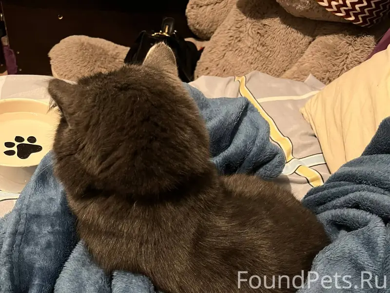 Чей потеряшка, мальчик с корич...