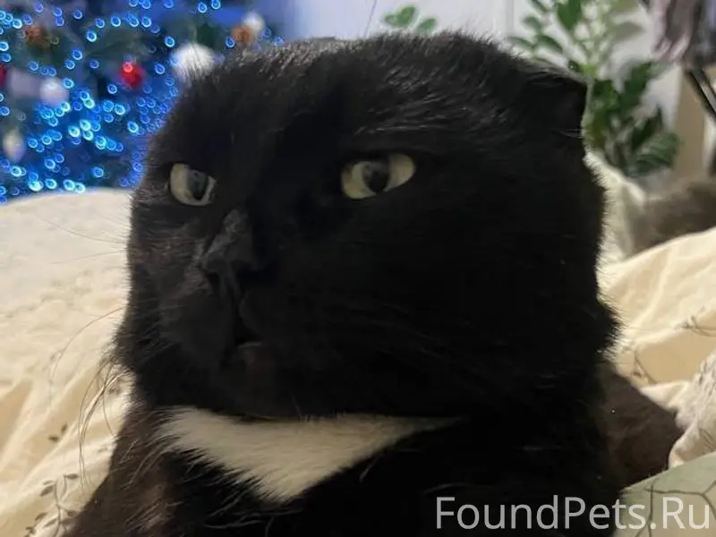 Найден черный кот в районе Джа...