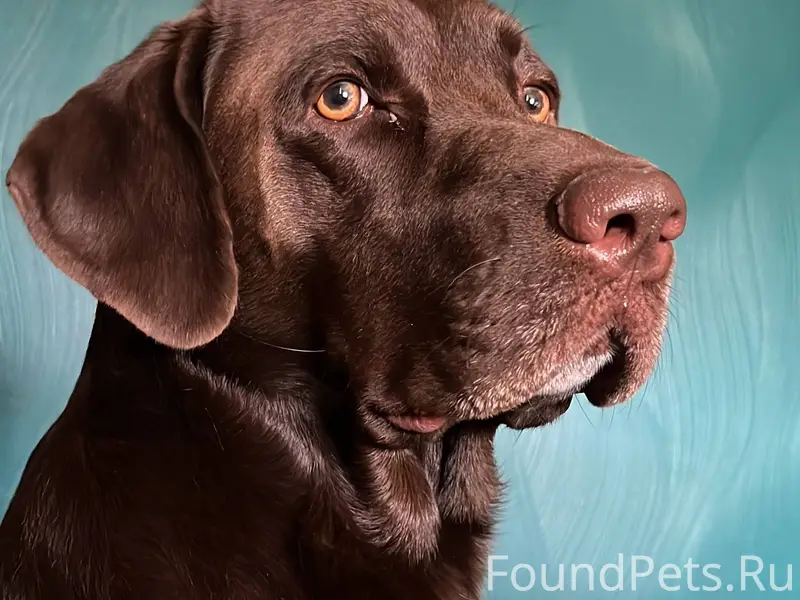 Убежала собака, кличка Морти. ...