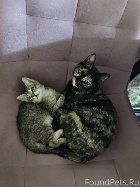 Пропала кошка по кличке Муся (...