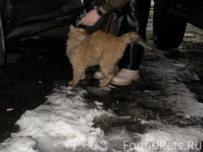 В районе 29 лицея возле «Танка...