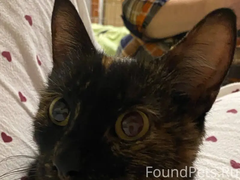 Найдена кошка у "Пятерочки" на...