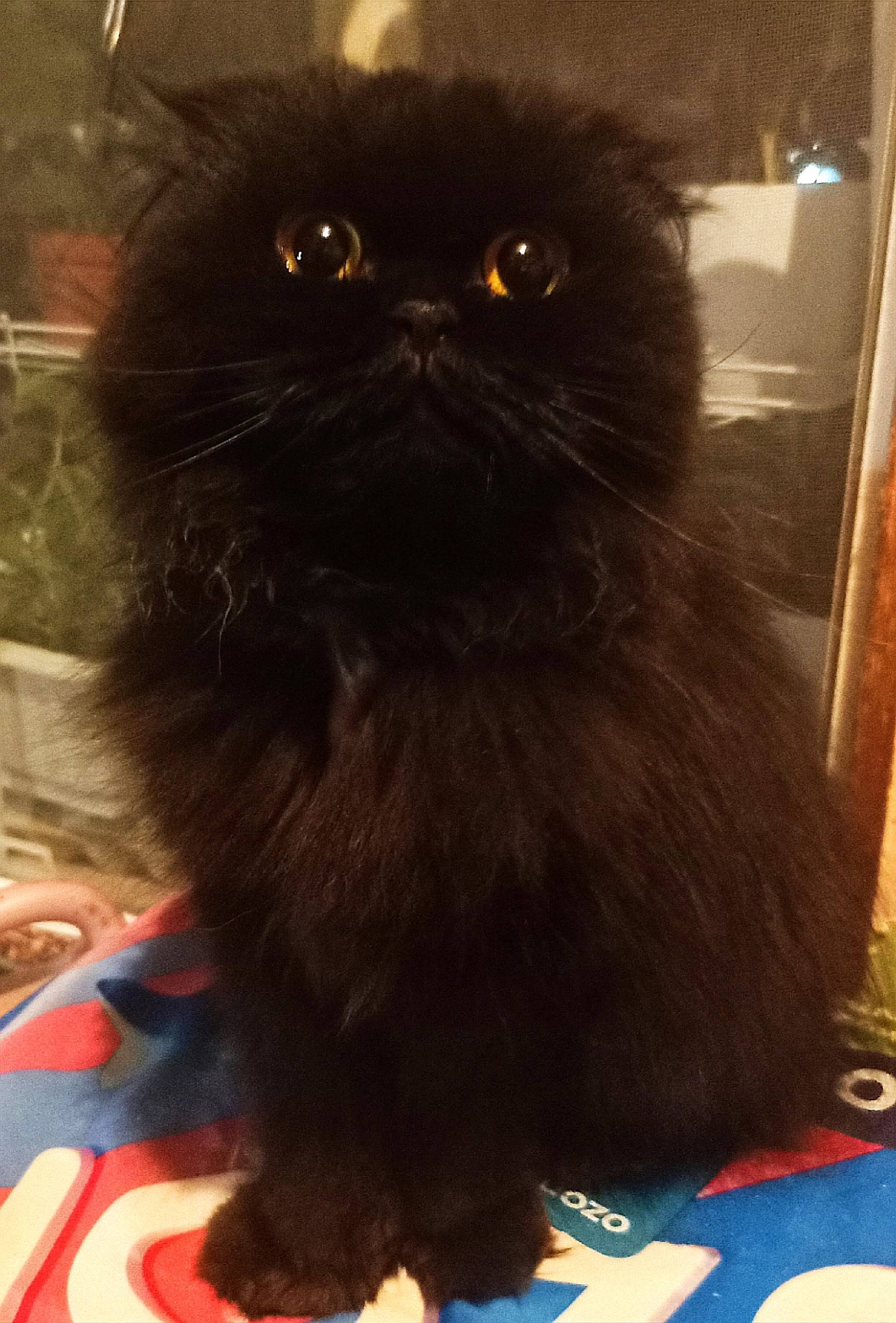 Найдена кошка. Ищем старых или...