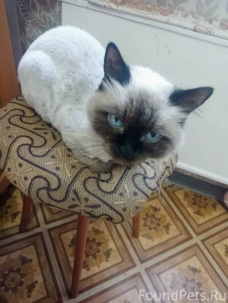 Тольятти. Прошу, помогите купи...