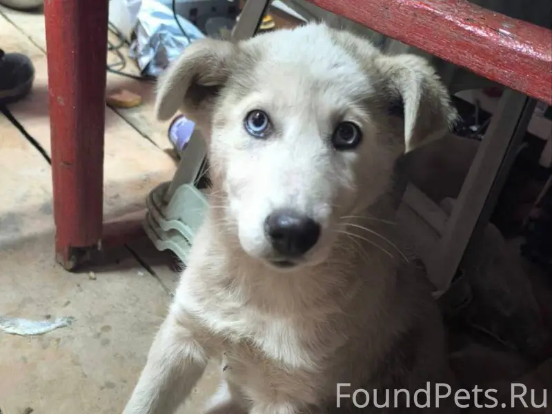 Помогите, пожалуйста! Пропал щ...