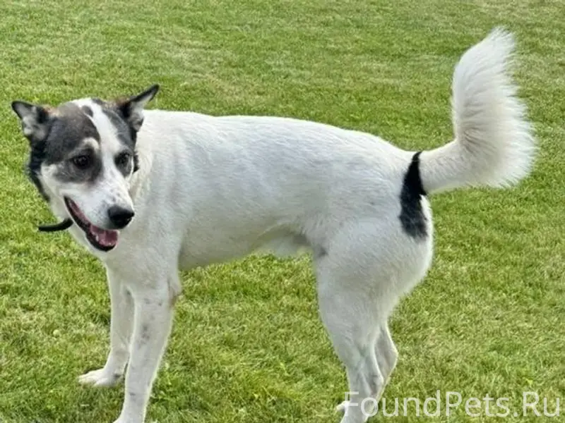 17.08.25 пропала собака в...