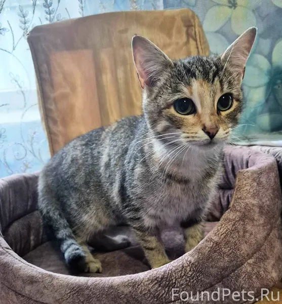 💔ПРЕДИСЛОВИЕ. Бросили на дачах...