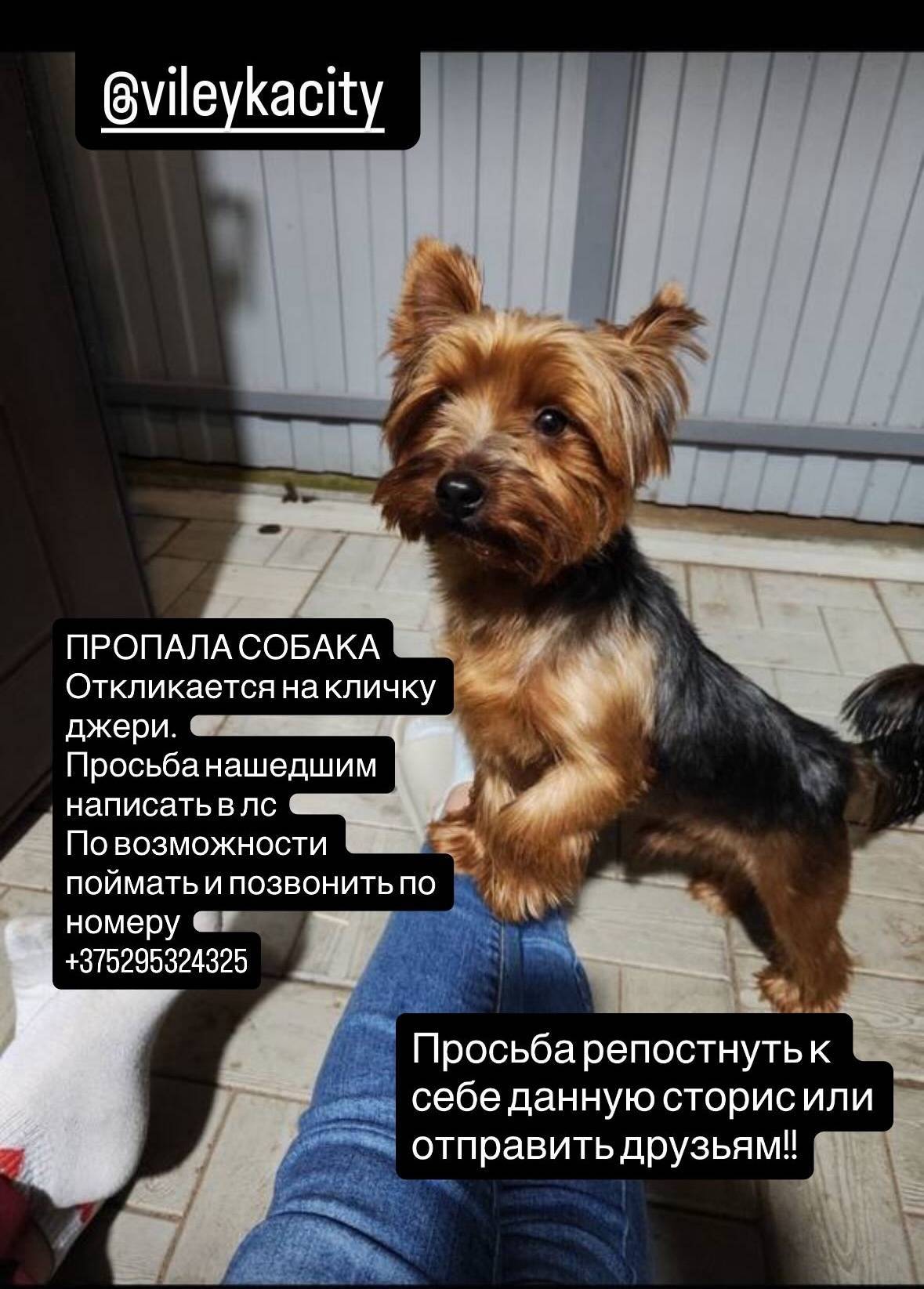 ❗❗❗ Здравствуйте, пропала соба...