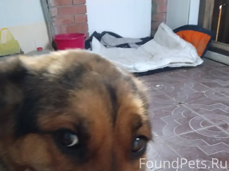 Найдена собака девочка, в хоро...