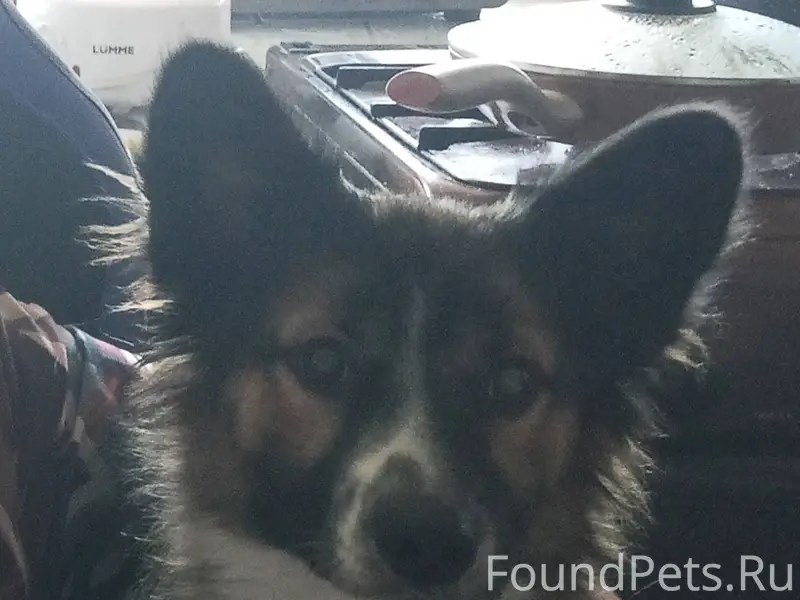 Потерялась собака в районе ул ...