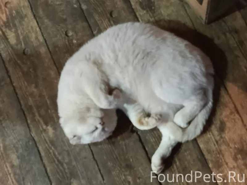 Пропал кот,долго не приходит д...