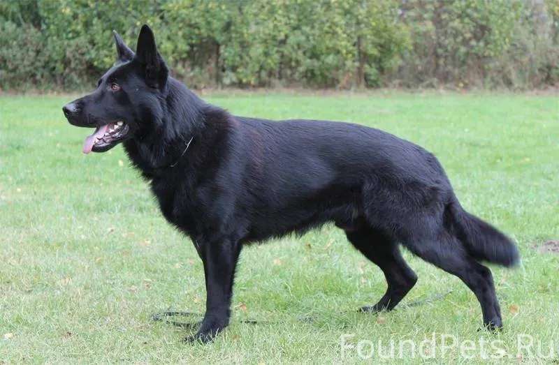 ПРОПАЛА СОБАКА! 10го декабря, ...