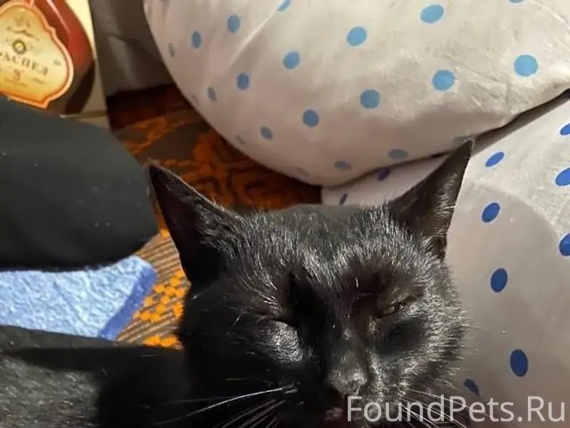 Пропала кошка черного окраса п...
