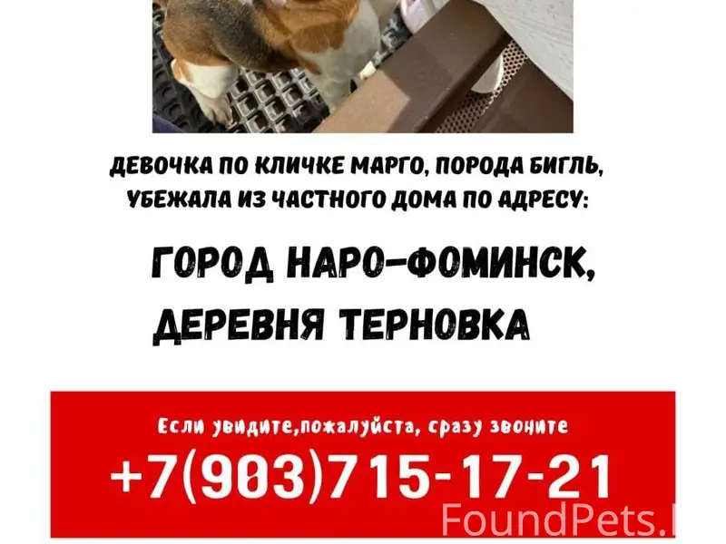 ‼️ПРОПАЛА СОБАКА‼️ Убежала из ...