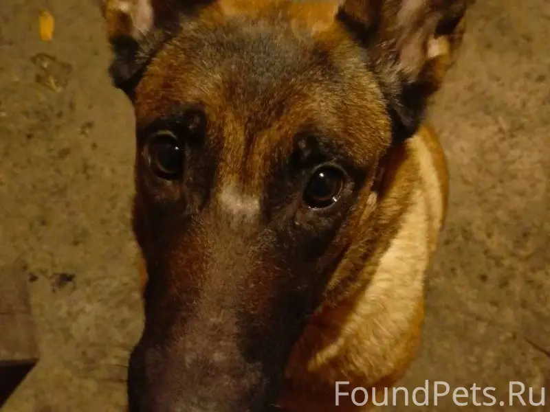 ВНИМАНИЕ,срочный поиск‼️‼️‼️‼️...