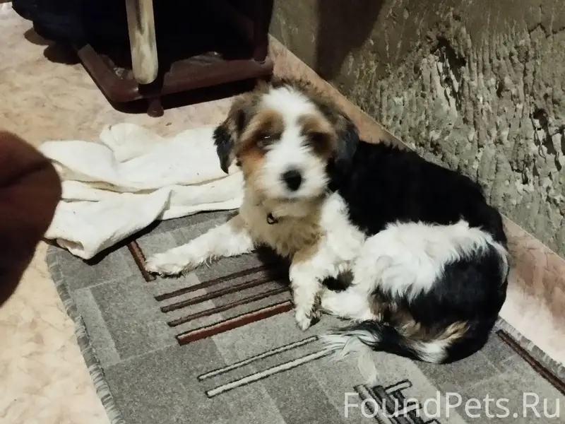 Найдена собака, район кинотеат...