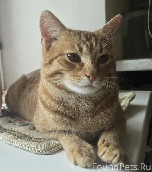 СРОЧНО ИЩЕМ ДОМИК КОТИКУ 🏠 02....