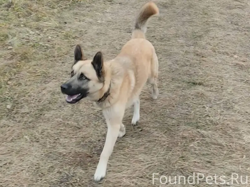 Пропал молодой пес а районе Ча...