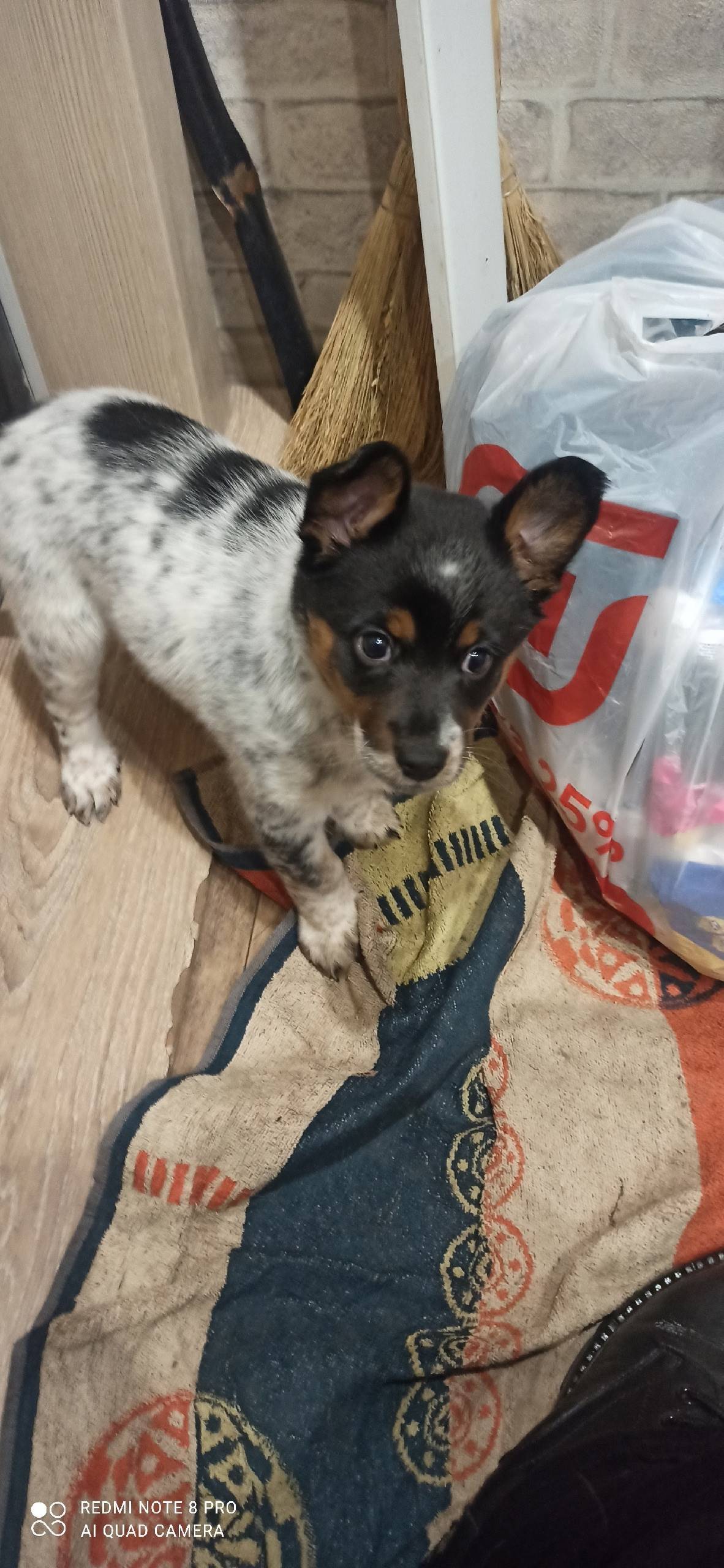 Щенок около 10 школы бегал, ма...