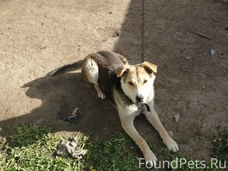 Пропал пёс по клички Барон 😔😔😔...