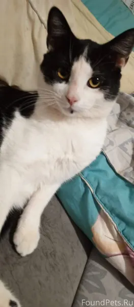 Здравствуйте, пропал кот по ул...