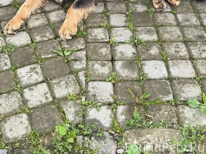 Пропал наш друг и член семьи.....