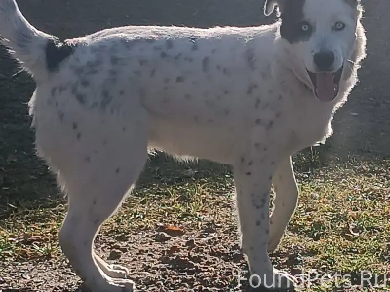 Пропала собака. Девочка. Голуб...