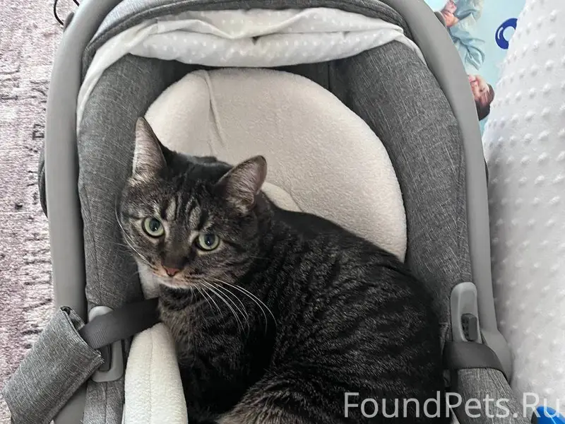 🆘ПОТЕРЯЛСЯ КОТ!!! 🆘 😭😭😭Пожалуй...