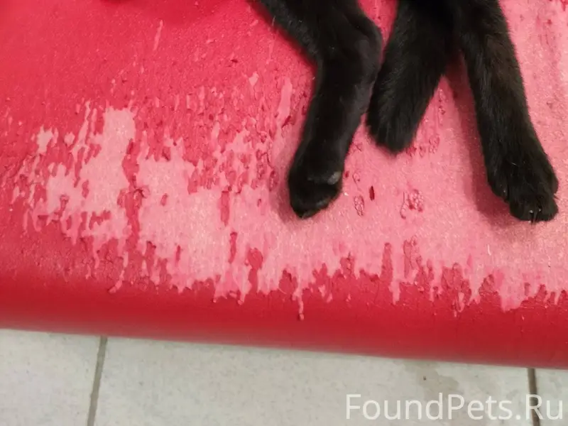 Чей кот? Находится по адресу О...