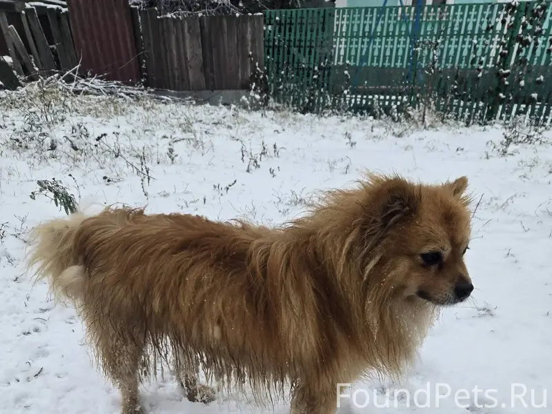 Найден пёс в районе Сырского р...