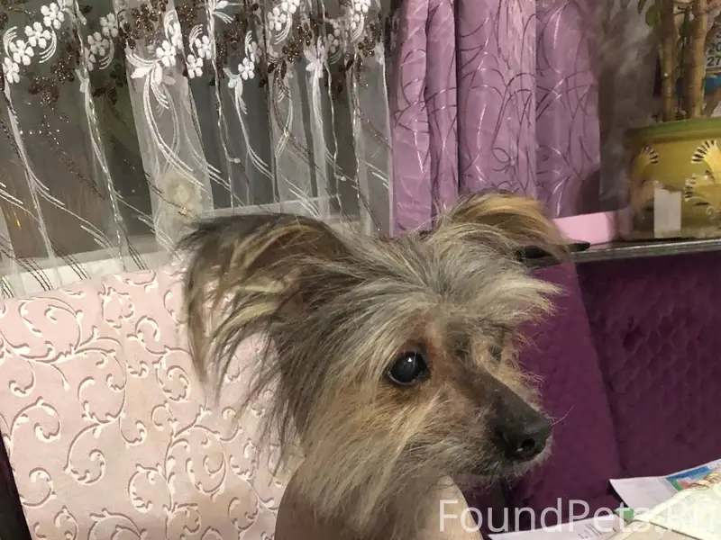 Внимание, потеряшка!!! На Ул. ...