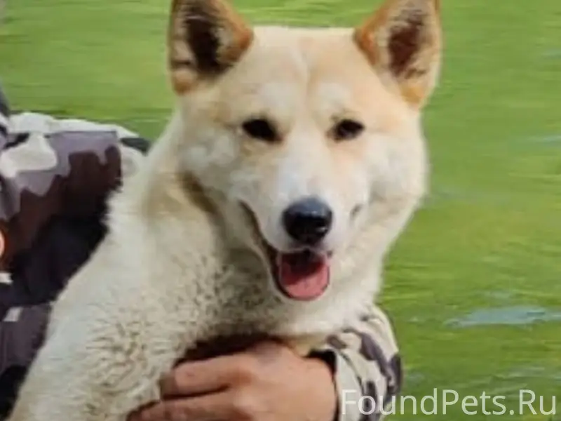 Потерялась собака‼️ Лайка, кли...