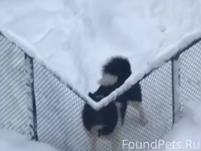 В Приозерском районе, пос. Сос...