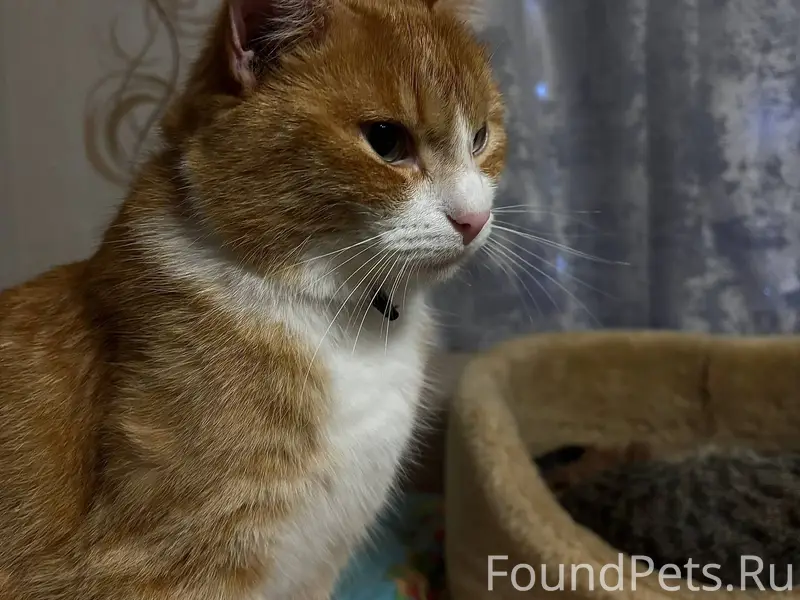 Пропал кот в районе Спортивной...