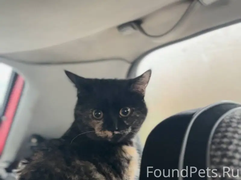 СРОЧНО ИЩЕМ СТАРЫХ/НОВЫХ ХОЗЯЕ...