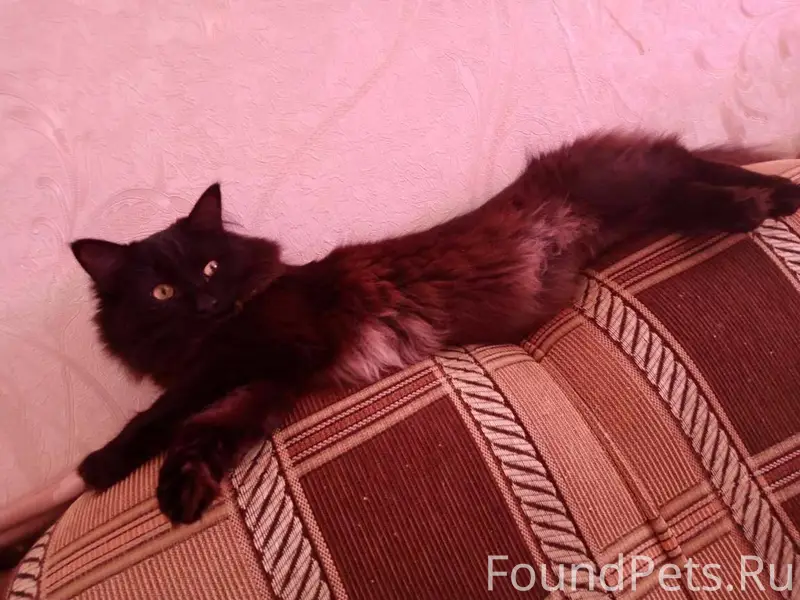 Пропал кот, любимец семьи 💞💞💞....