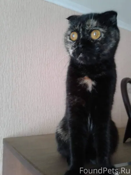 Пропала кошка. Кличка Пуся. Оч...