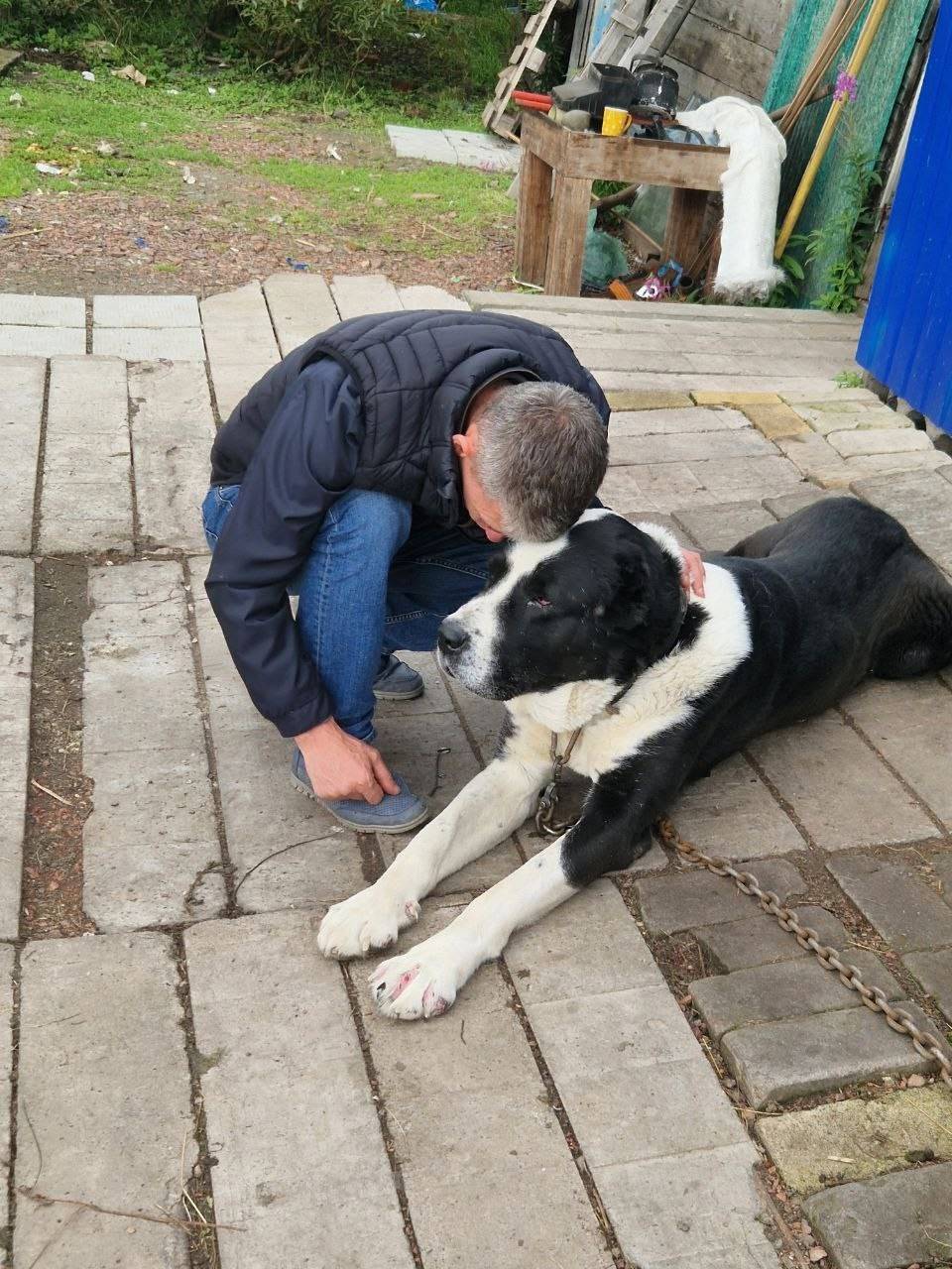 Потерялся пес, сорвался с цепи...