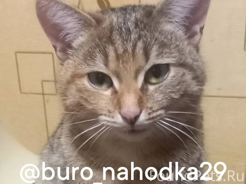 Найдена кошка, район Садовая 1...