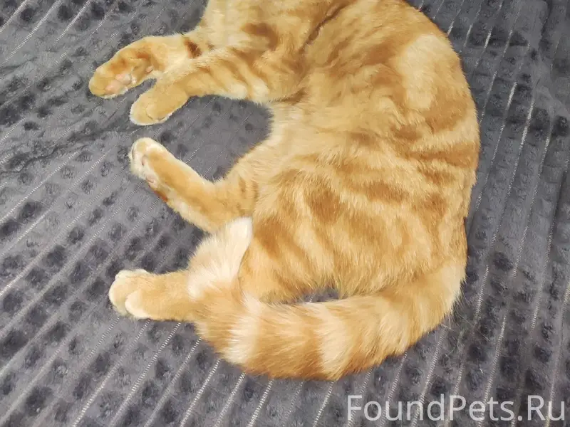 Пропал кот может кто то видел....