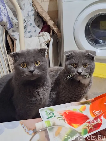 📍Пропала кошка Лилит (Лиля) в ...