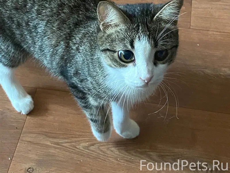 Здравствуйте. Пропал котенок, ...