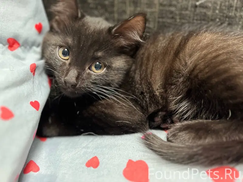 Найден котенок возле дома Урал...