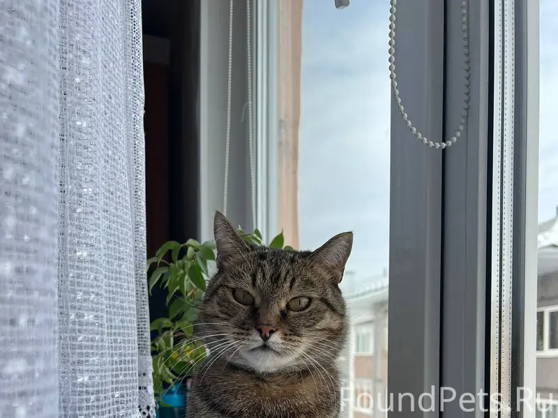 #Лиозно_розыск ПРОПАЛ КОТ!!! В...