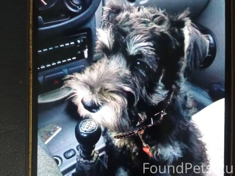 Пропала собака. Кобель, цвергш...