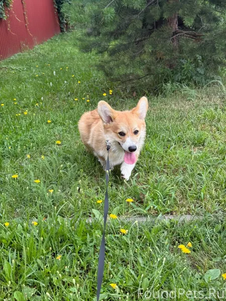 Пропала собака. Кличка Арчи. П...