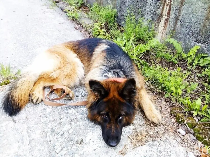 ❗СОБАКА В БЕДЕ ️❗️ Уважаемые г...