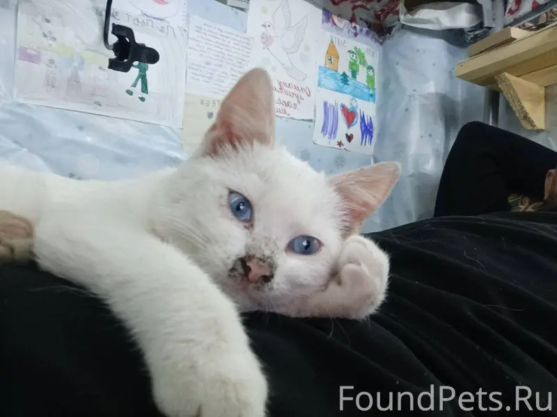 ‼️‼️‼️‼️Пропала кошка,в районе...