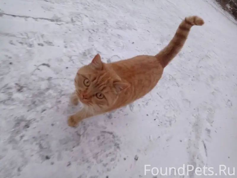 Очаровательный котик (или кошк...