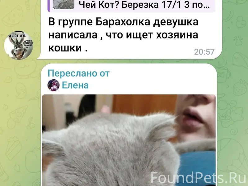 Найден кот в ЖК Ботаничпский с...